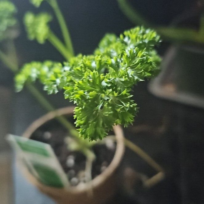 Photo of the plant species Curly Parsley by @SirKamahi60 named Naomi on Greg, the plant care app