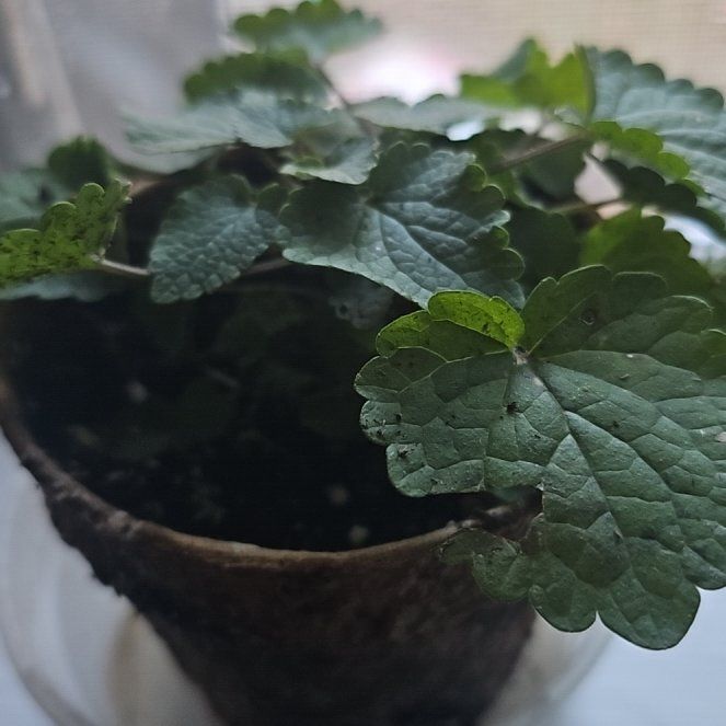 Photo of the plant species Anise Hyssop 'Alba' by @SirKamahi60 named Marilyn on Greg, the plant care app
