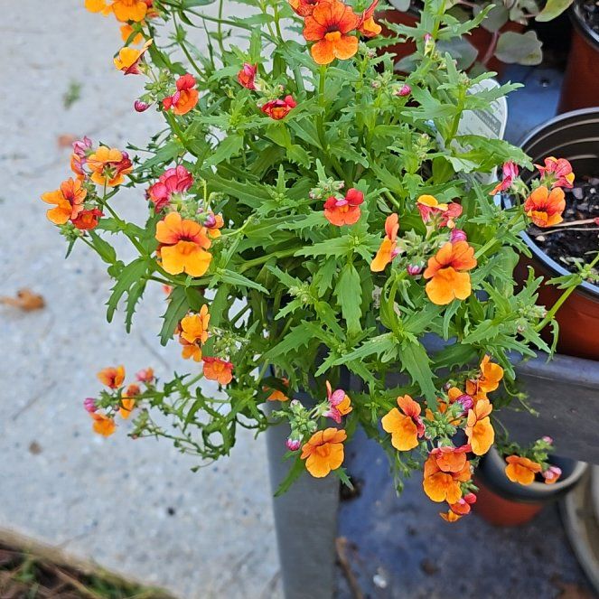 Photo of the plant species Nemesia 'Sunsatia Blood Orange' by @SirKamahi60 named Miley on Greg, the plant care app