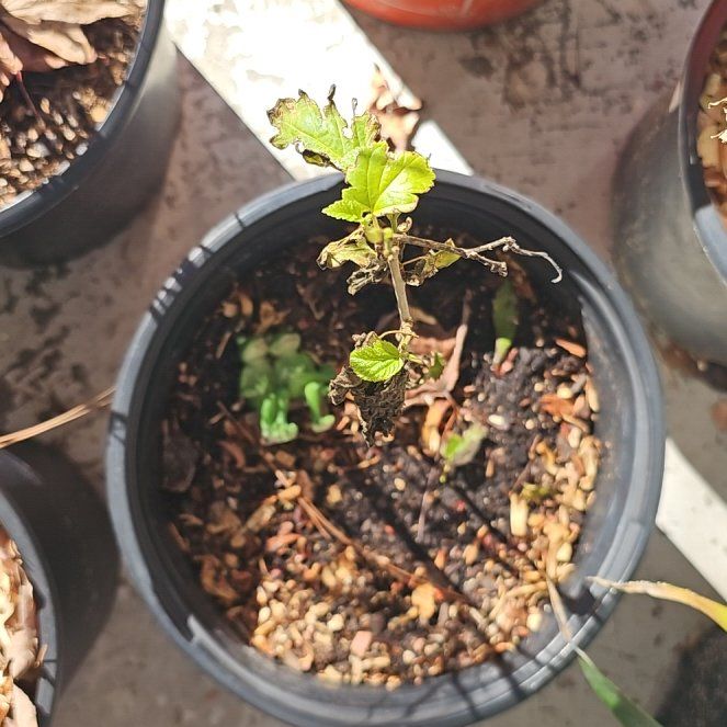 Photo of the plant species Cherry Tree by @SirKamahi60 named Aristotle on Greg, the plant care app
