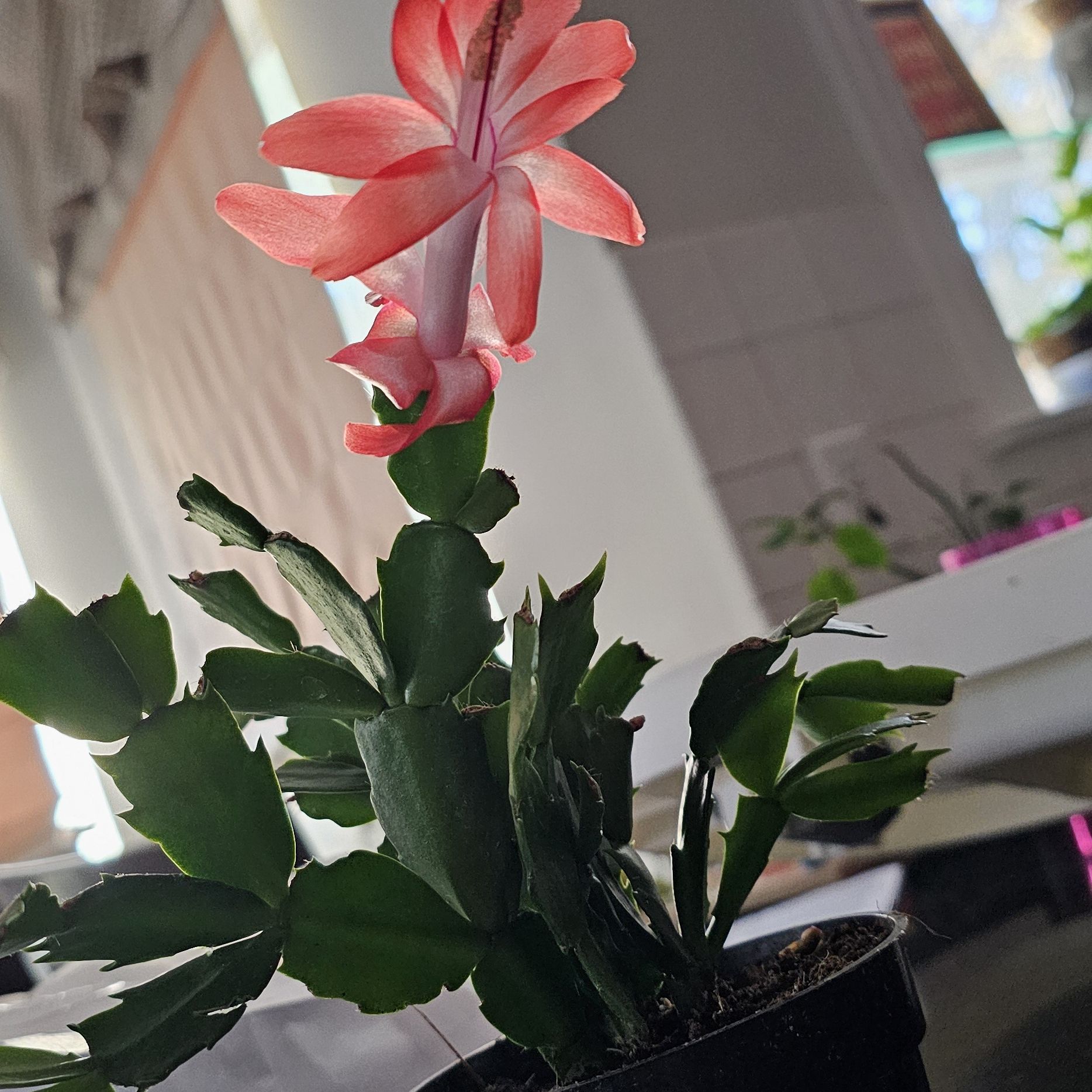 Photo of the plant species Christmas Cactus by @SirKamahi60 named Thanks on Greg, the plant care app
