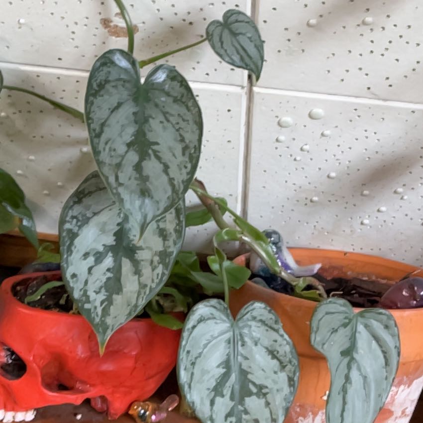 Photo of the plant species Philodendron Brantianum by @RichChia68 named Sonora on Greg, the plant care app