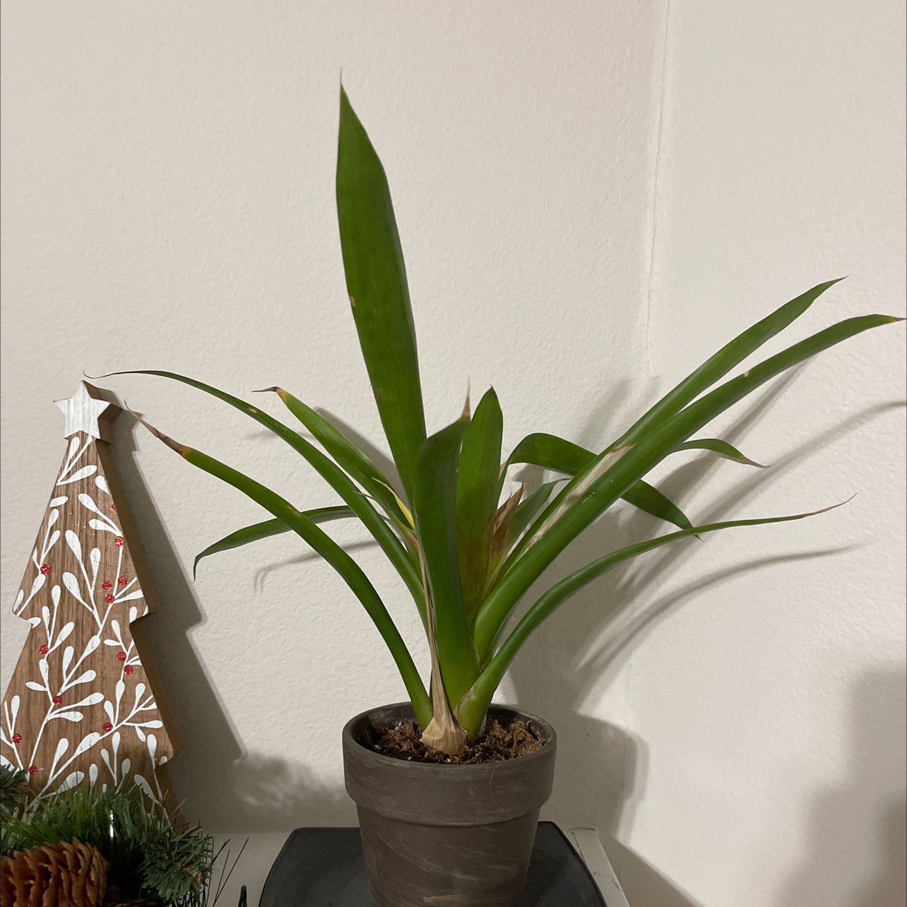 Photo of the plant species Pineapple by @NurseLuronium48 named Leaf Erickson on Greg, the plant care app