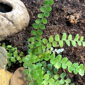 Photo of the plant species Ceterach Officinarum by @BackupRockfig44 named Gomez on Greg, the plant care app