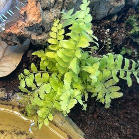 Photo of the plant species Christmas Fern by @BackupRockfig44 named Emerson on Greg, the plant care app