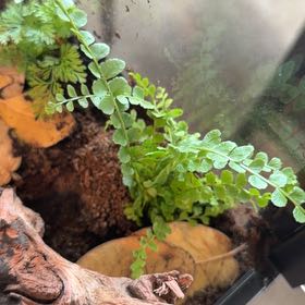 Photo of the plant species Green Spleenwort by @BackupRockfig44 named Zion on Greg, the plant care app