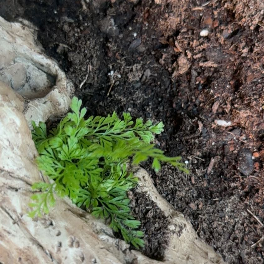 Photo of the plant species Hymenophyllum demissum by @BackupRockfig44 named Sigmund on Greg, the plant care app
