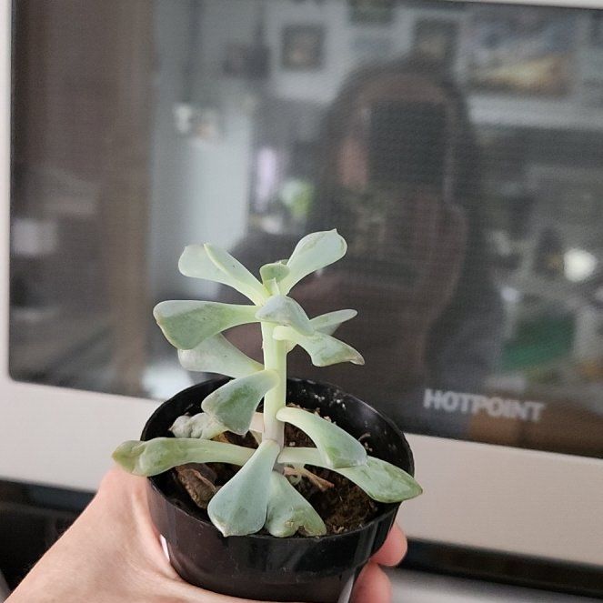 Photo of the plant species Topsy Turvey by @YokeSuriana25 named Frosty on Greg, the plant care app