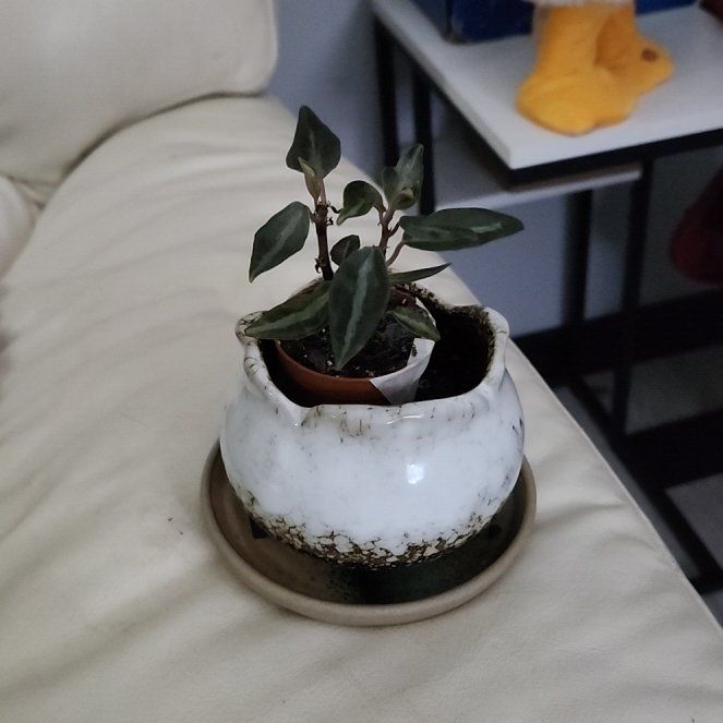 Photo of the plant species Peperomia metallica 'Harmony's High Voltage' by @YokeSuriana25 named Bieber on Greg, the plant care app