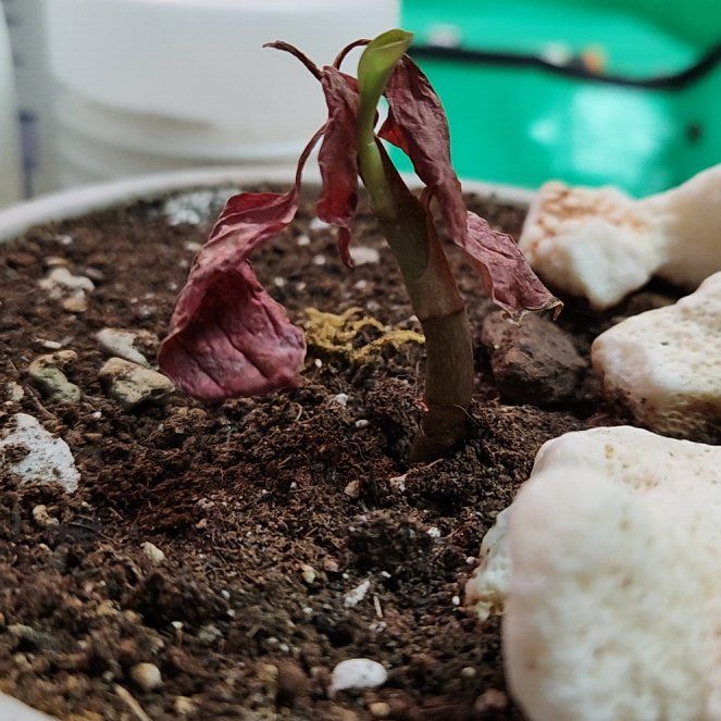 Photo of the plant species Sea Turtle Jewel Orchid by @YokeSuriana25 named Sherlock on Greg, the plant care app