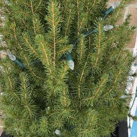 Photo of the plant species Dwarf Alberta Spruce by @LivelyColeus46 named Prince on Greg, the plant care app