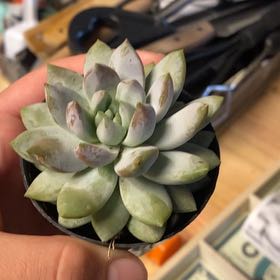 Photo of the plant species Sedeveria 'Lilac Mist' by @IconHedera84 named Bit on Greg, the plant care app