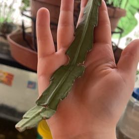 Photo of the plant species Night Blooming Cereus by @NewMugwort18 named Sol on Greg, the plant care app