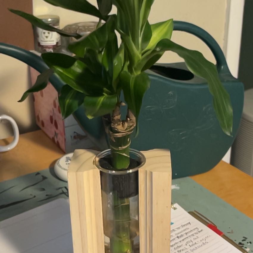 Photo of the plant species Bare Root Odyssey by @CozyAjídulce61 named Captain Plant-it on Greg, the plant care app