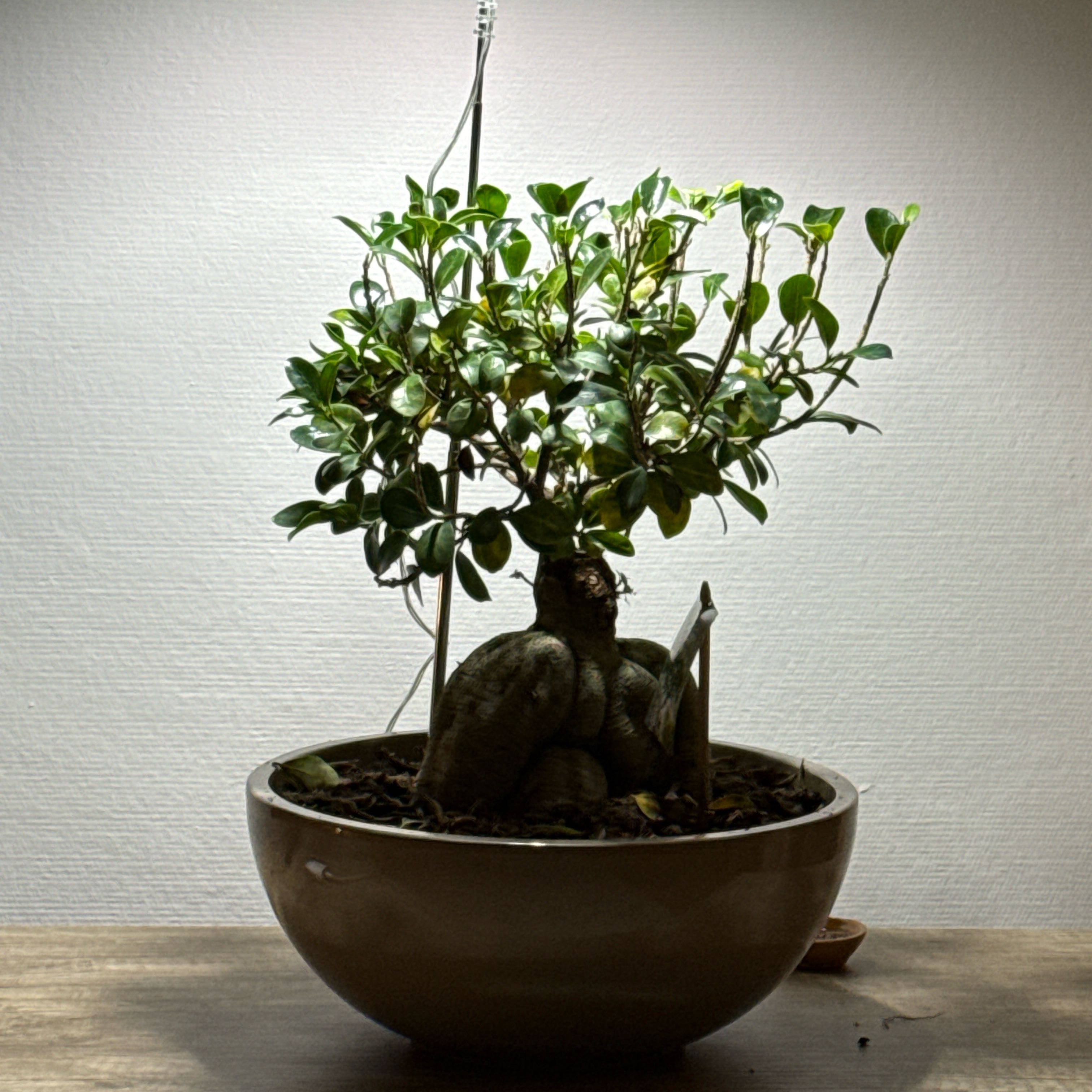 Photo of the plant species Golden Gate Ficus by @GourmetFuscia8 named Foxxy on Greg, the plant care app