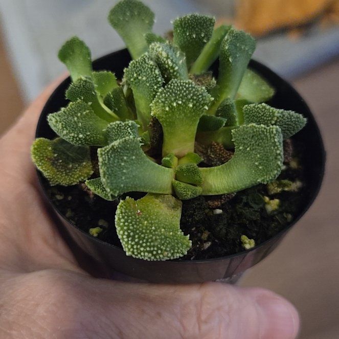 Photo of the plant species Aloinopsis luckhoffii by @YardKamahi47 named Athena on Greg, the plant care app