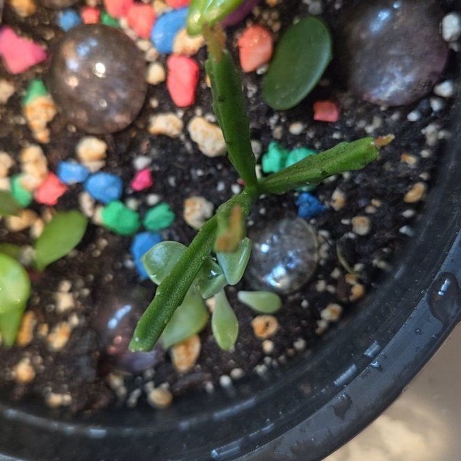Photo of the plant species Aloinopsis luckhoffii by @YardKamahi47 named Pax on Greg, the plant care app