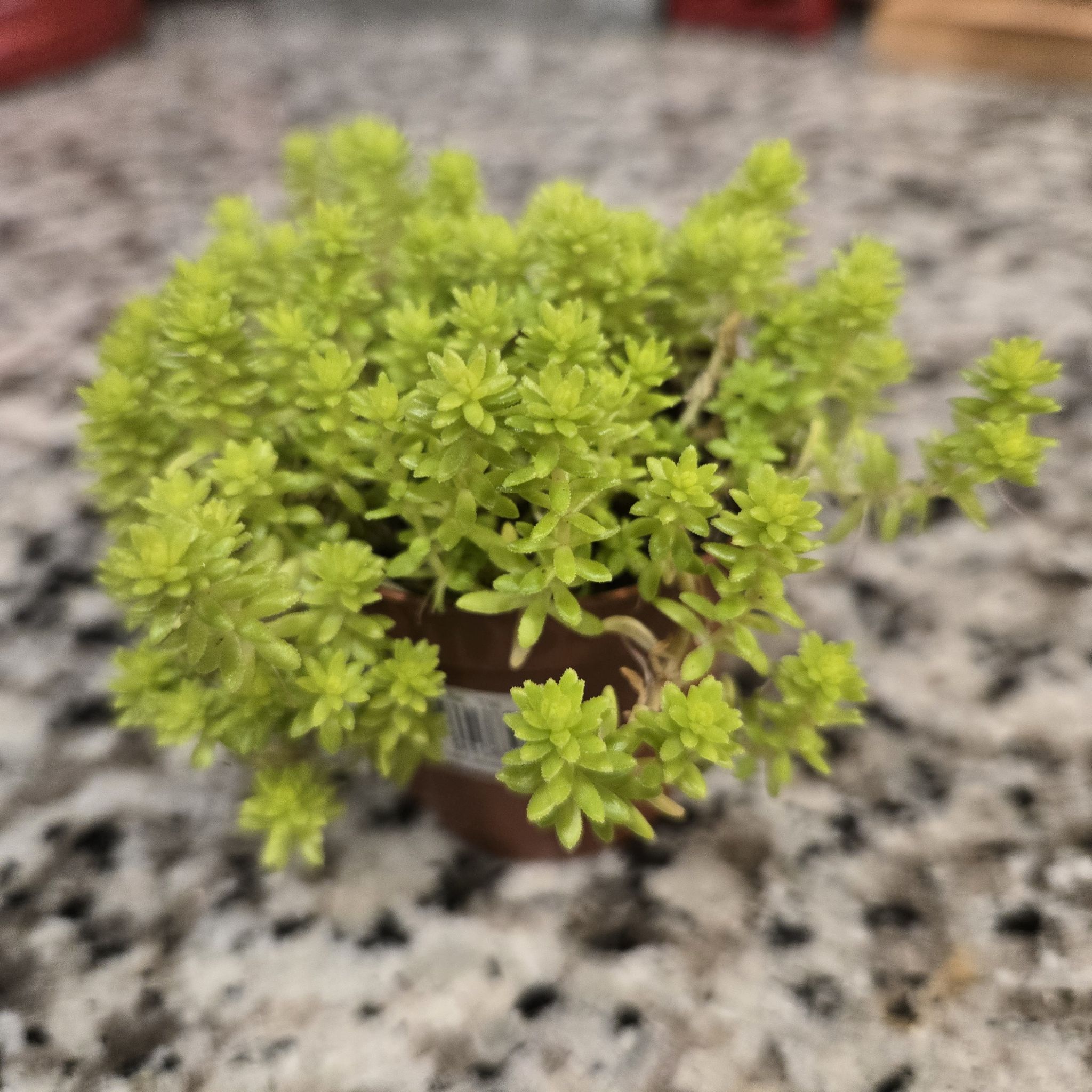 Photo of the plant species Japanese stonecrop by @YardKamahi47 named Sahara on Greg, the plant care app