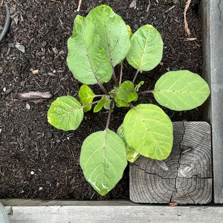 Photo of the plant species Tamarillo by @MarkedlyLemon97 named Zion on Greg, the plant care app