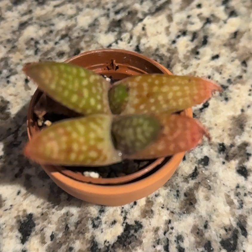 Photo of the plant species Gasteria brachyphylla var. brachyphylla by @EspecialTawa53 named CrocMaws on Greg, the plant care app