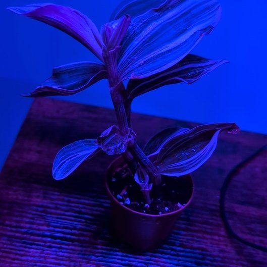 Photo of the plant species Tradescantia Bubblegum by @CivicDaisybush named Pinky on Greg, the plant care app
