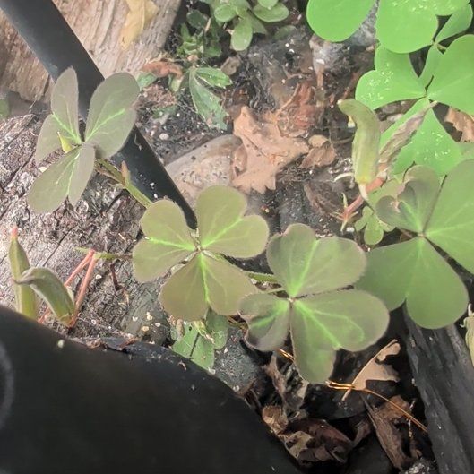 Photo of the plant species Pink Woodsorrel by @NationalFrithia named Fernie Mercury on Greg, the plant care app