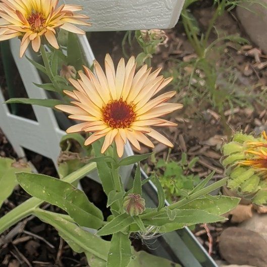 Photo of the plant species Marigold by @NationalFrithia named Lavender on Greg, the plant care app