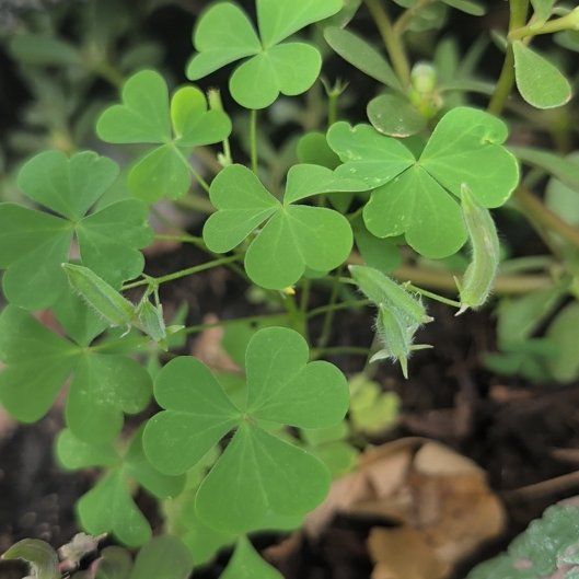 Photo of the plant species Common Yellow Woodsorrel by @NationalFrithia named Fernie Saunders on Greg, the plant care app