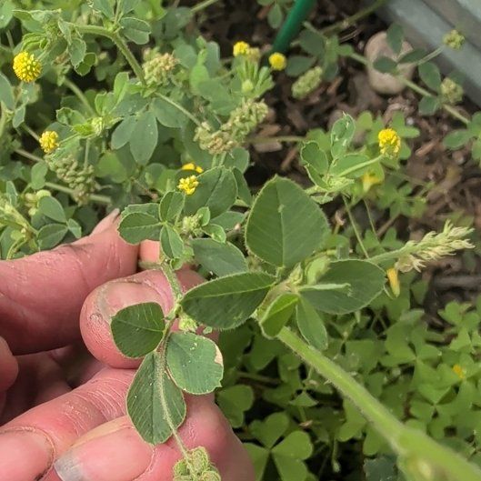 Photo of the plant species Black Medick by @NationalFrithia named Sanders on Greg, the plant care app