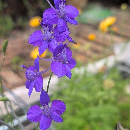 Photo of the plant species Doubtful Knight's-Spur by @NationalFrithia named Eva on Greg, the plant care app