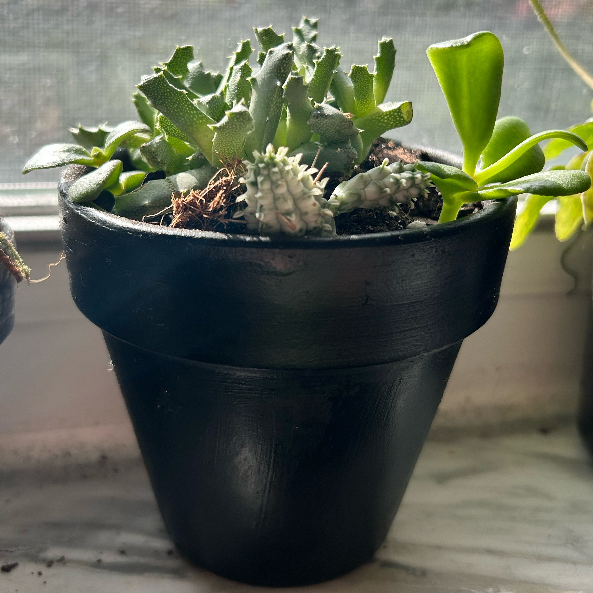 Photo of the plant species Stomatium niveum by @GorgeousTutu46 named Willow on Greg, the plant care app