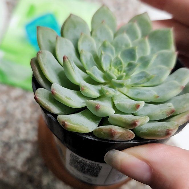 Photo of the plant species Echeveria Ruby Kissed by @VipIvygourd30 named Ruby on Greg, the plant care app