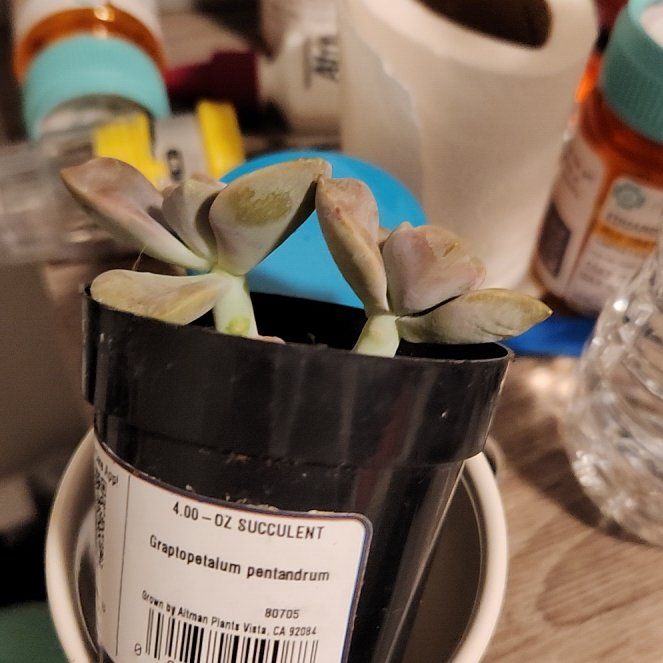 Photo of the plant species Five Stamen Graptopetalum by @VipIvygourd30 named BB on Greg, the plant care app