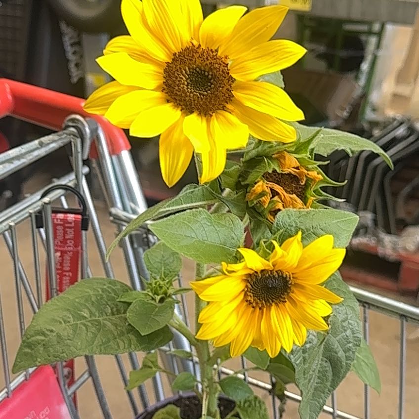 Photo of the plant species Sunflower 'Rio Carnival' by @TryMakole72 named Navajo on Greg, the plant care app