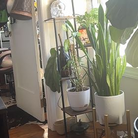Photo of the plant species Dieffenbachia 'Cool Beauty' by @ShinyFantasy38 named Marley on Greg, the plant care app