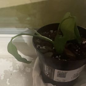 Photo of the plant species Aloe Barbadensis by @YoungBanana5 named Gardenia on Greg, the plant care app