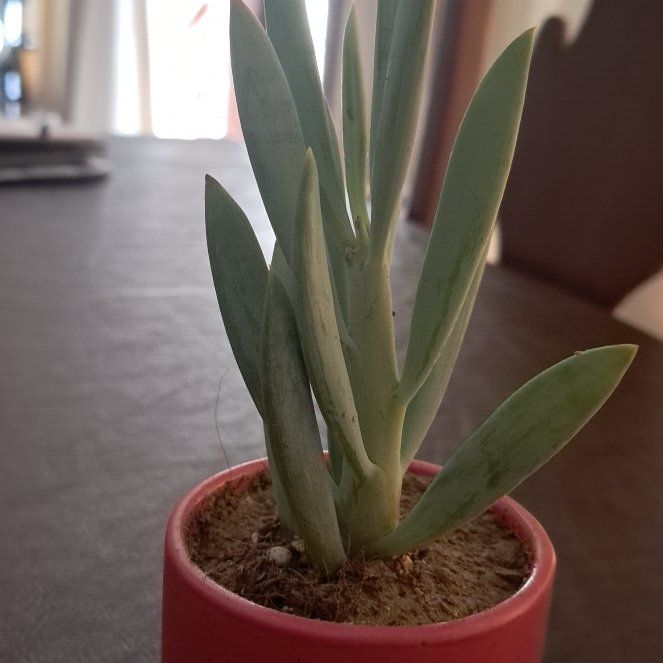 Photo of the plant species Blue Chalksticks by @BigGasteria3 named Long John on Greg, the plant care app