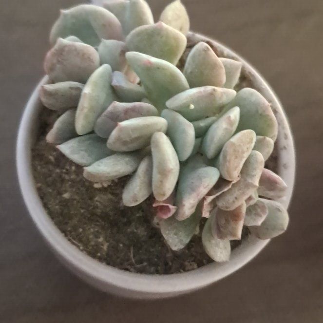 Photo of the plant species Echeveria by @BigGasteria3 named Kirby on Greg, the plant care app