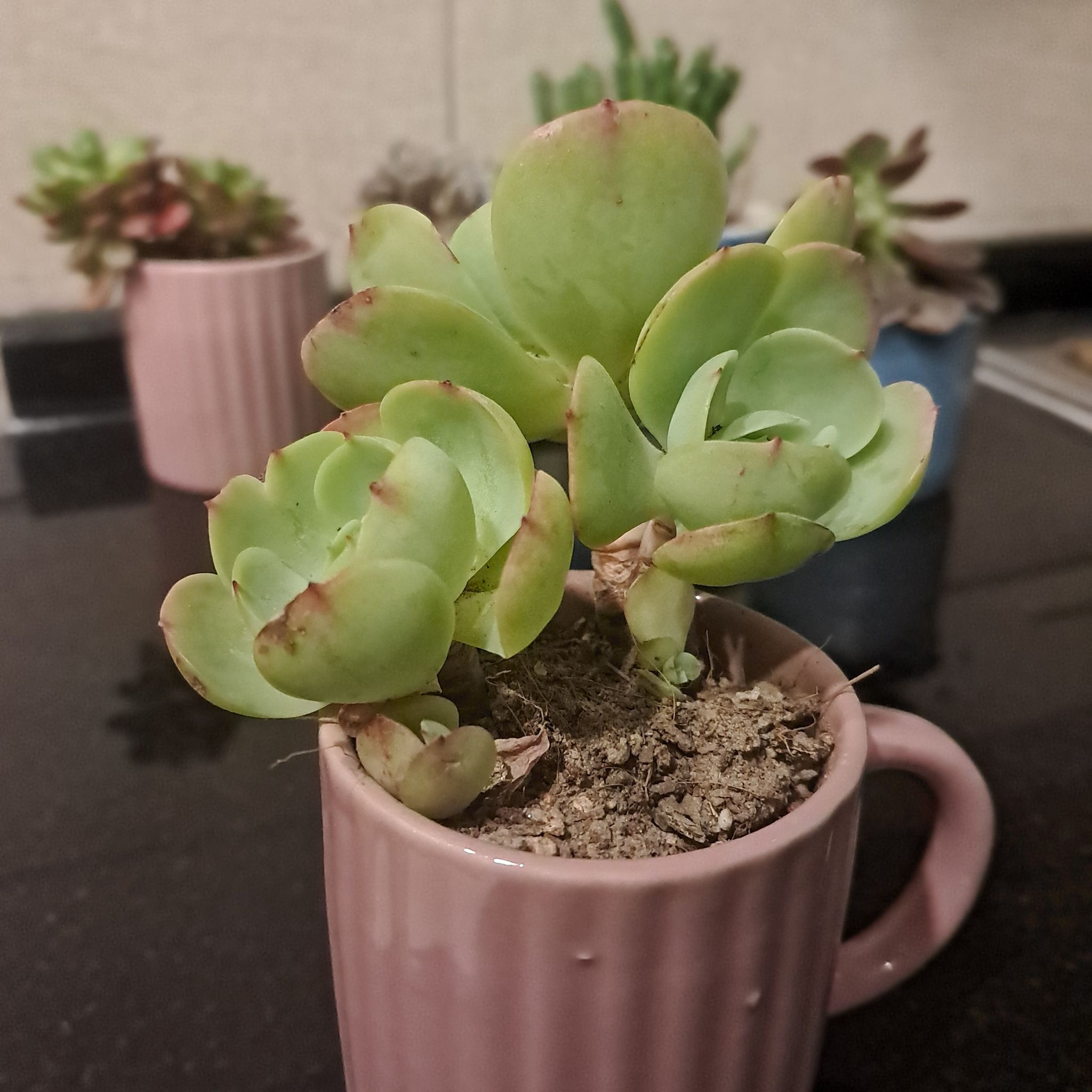 Photo of the plant species Pride by @BigGasteria3 named Rosy on Greg, the plant care app