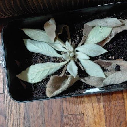 Photo of the plant species Mullein by @TryPinkquill56 named Clooney on Greg, the plant care app