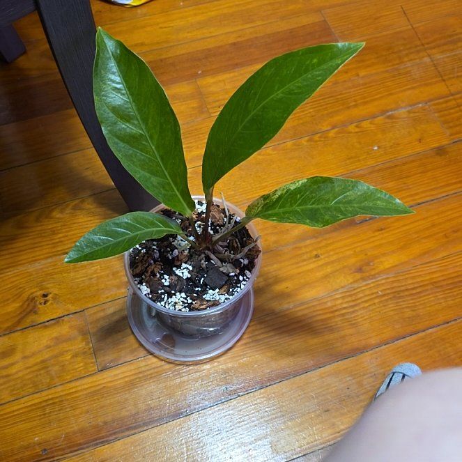 Photo of the plant species Anthurium Cobra by @GodlyFlaxsilk16 named Cobra Kai on Greg, the plant care app