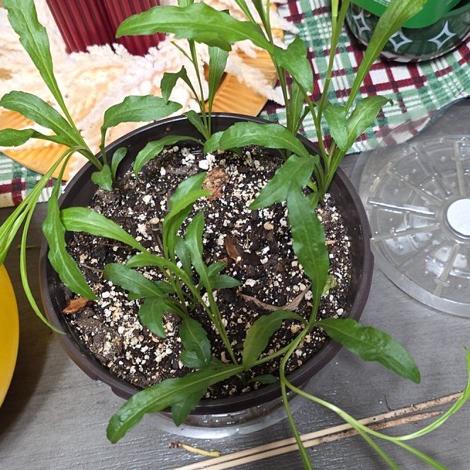 Photo of the plant species Stiff Goldenrod by @GodlyFlaxsilk16 named Roddy on Greg, the plant care app
