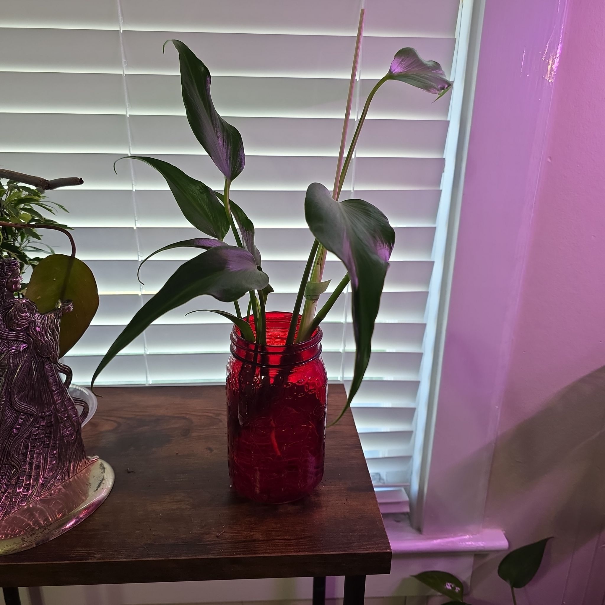 Photo of the plant species Burle Marx Flame Monstera by @GodlyFlaxsilk16 named Mark on Greg, the plant care app