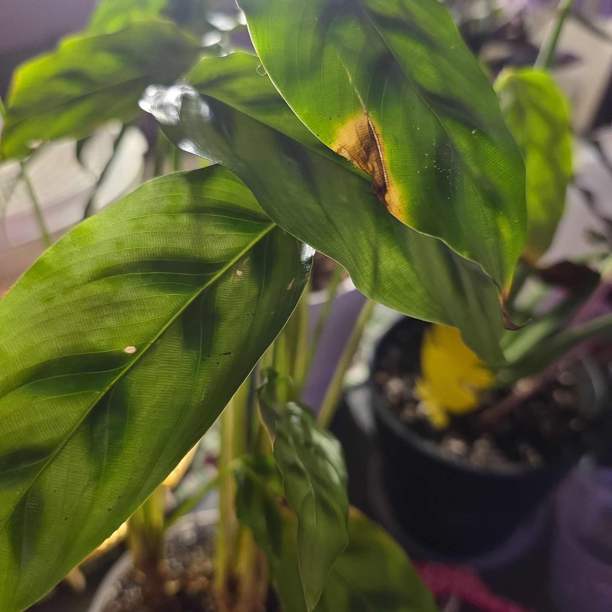 Photo of the plant species Calathea 'Zebra Plant' by @GodlyFlaxsilk16 named Callie on Greg, the plant care app