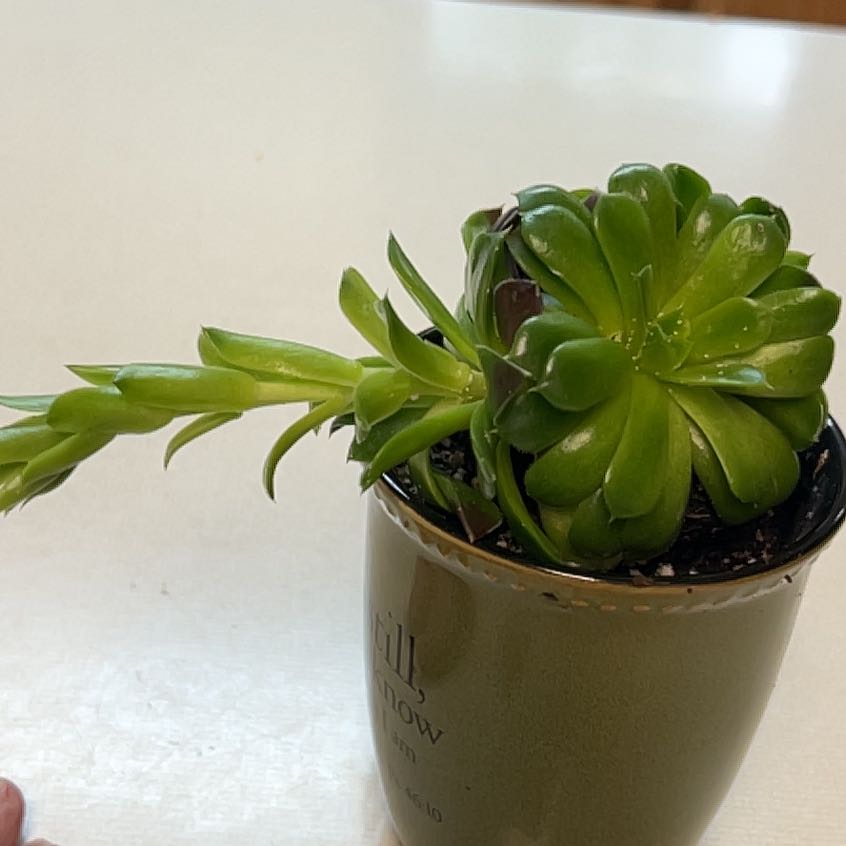 Photo of the plant species Jovibarba by @FieryOnion80 named Nithin on Greg, the plant care app