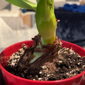 Photo of the plant species Amaryllis 'Marquis' by @FabDogrose97 named Treeyoncé on Greg, the plant care app