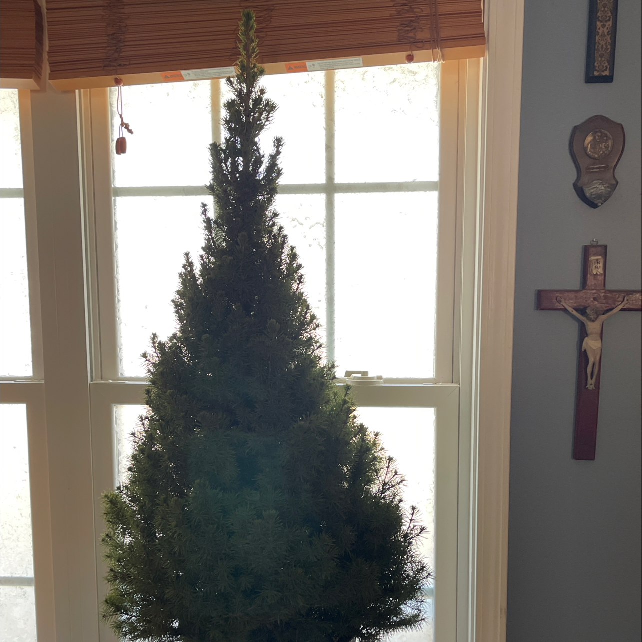 Photo of the plant species Dwarf Alberta Spruce by @BigWildtea20 named St Christopher on Greg, the plant care app