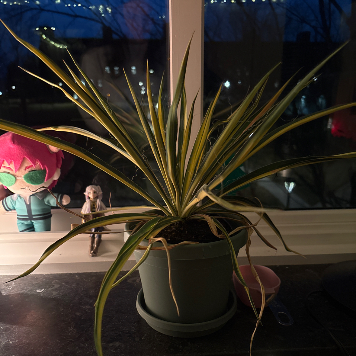Photo of the plant species Yucca filamentosa 'Color Guard' by @FlashyLychee31 named Surya on Greg, the plant care app