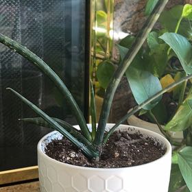 Photo of the plant species Dracaena 'Fernwood' by @NovelPlanty54 named Arianna on Greg, the plant care app