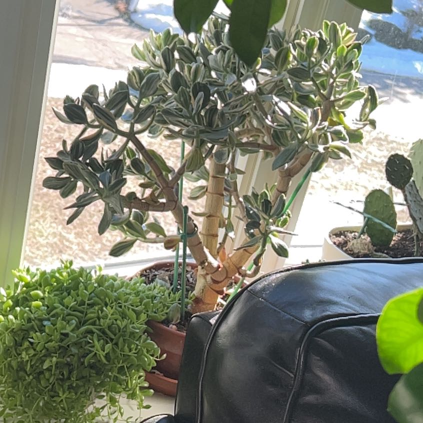 Photo of the plant species Variagated Jade Plant by @NovelPlanty54 named Treeyoncé on Greg, the plant care app